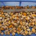 small, medium, large mussel meat for hot sale